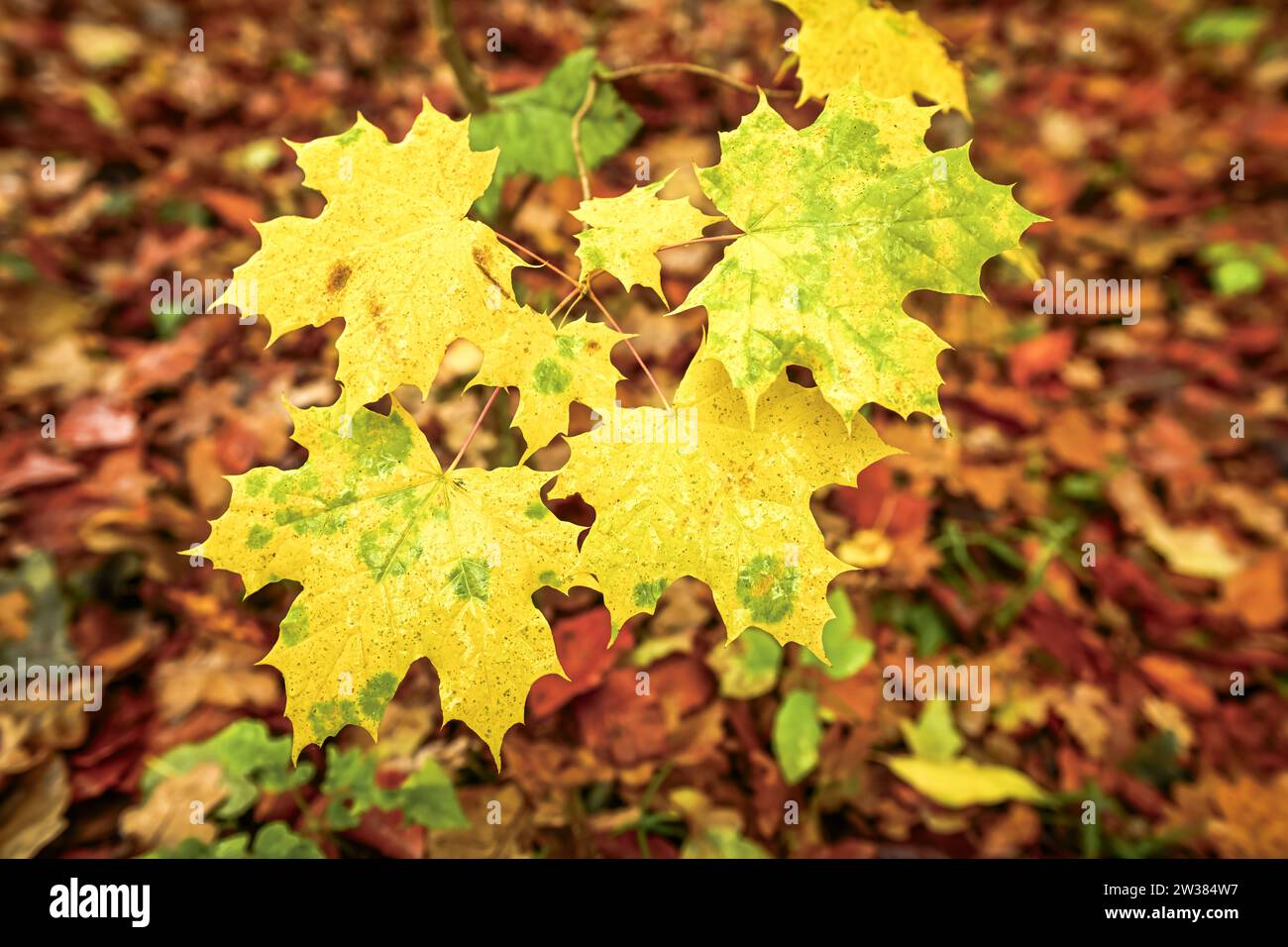 Herbstlich verfärbte Ahornblätter über Waldlaub Stockfoto