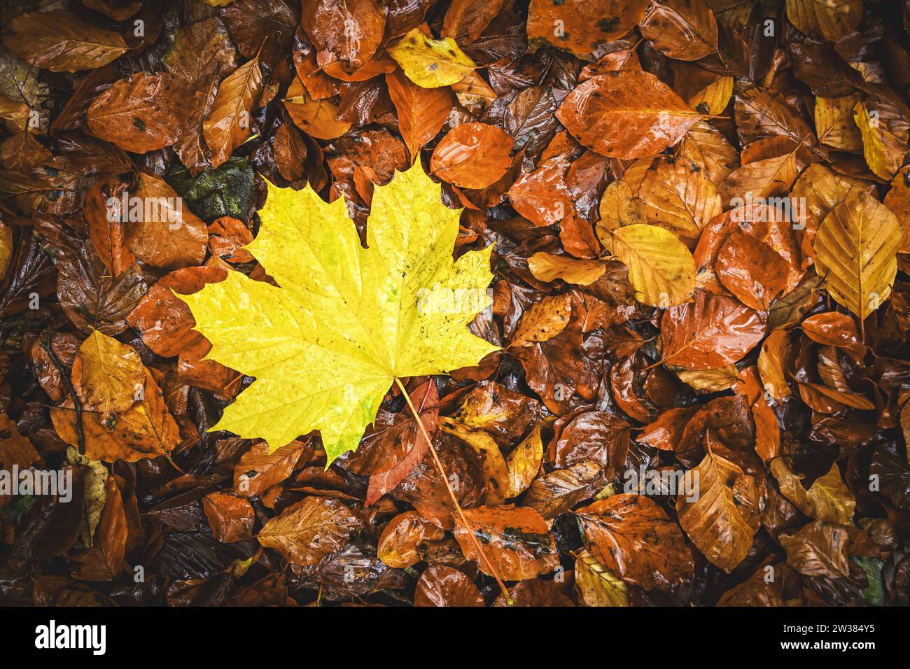 Herbstlich gefärbtes Ahornblatt auf Waldlaub Stockfoto