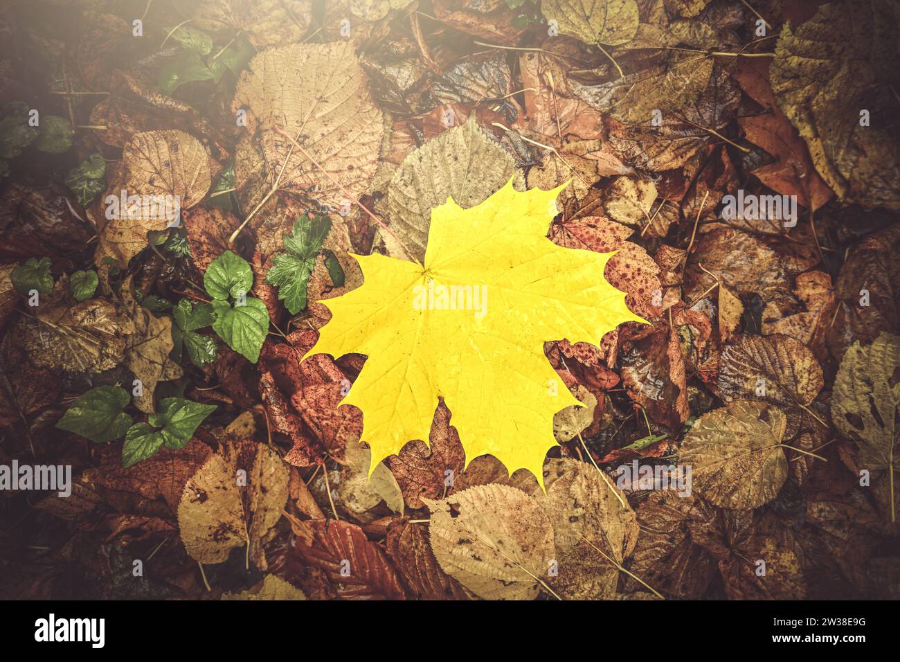 Herbstlich gefärbtes Ahornblatt auf Waldlaub Stockfoto