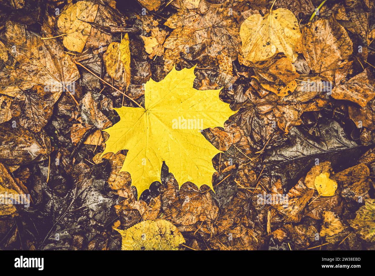 Herbstlich gefärbtes Ahornblatt auf Waldlaub Stockfoto