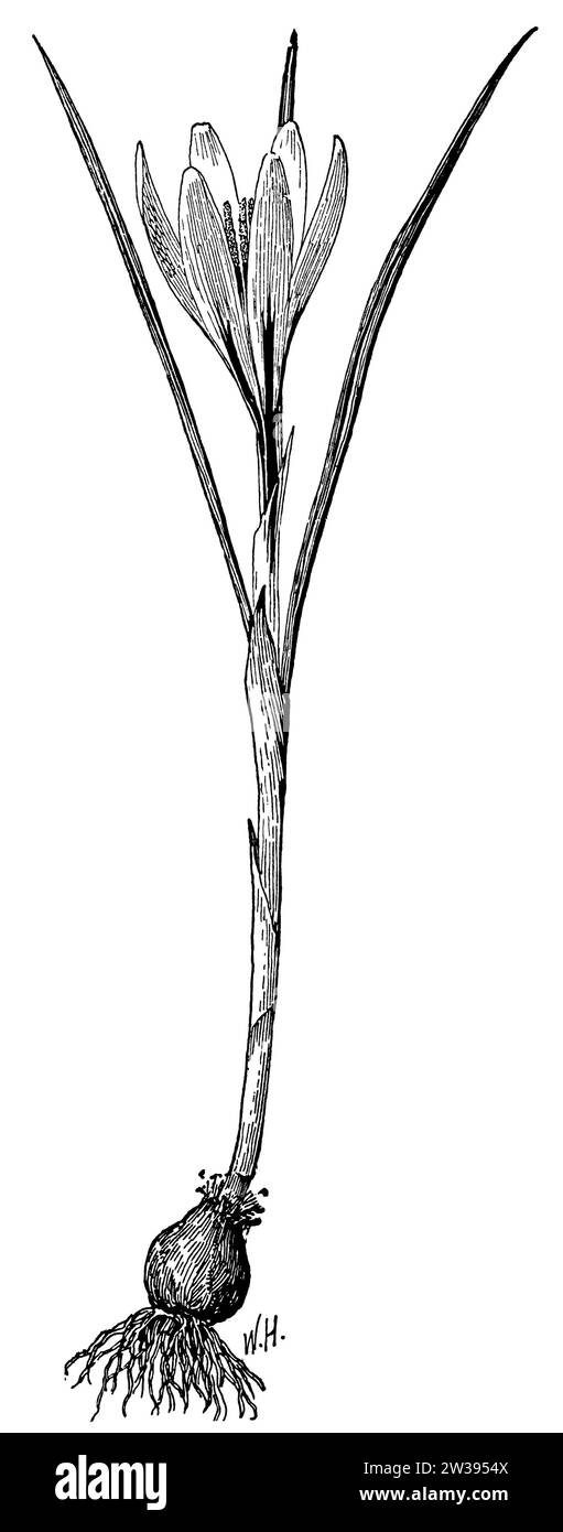 niederländischer Krokus, Crocus vernus, W[alter] H[eubach] (Botanik-Buch, 1909), Frühlings-Krokus, Crocus printanier Stockfoto