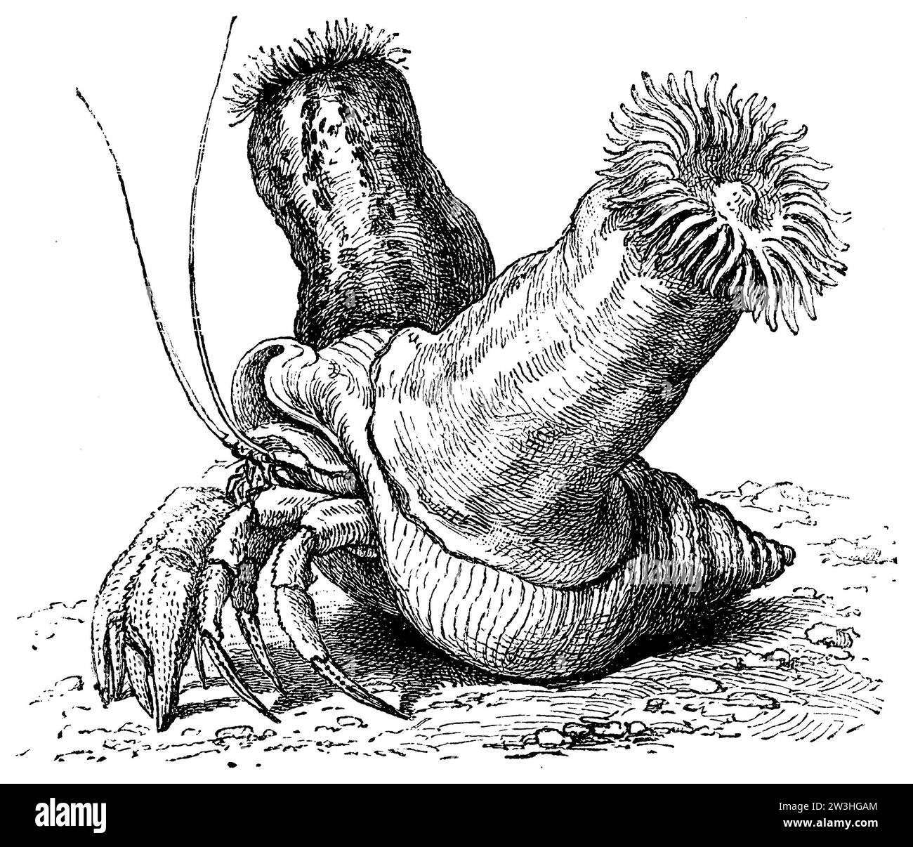 Einsiedlerkrebs in der Schale eines Wellhorns, darauf zwei Seeanemonen, pagurus bernhardus, anonym (Biologiebuch, 1893), Einsiedlerkrebs in der Schale eines Wellhorns, darauf zwei Seeanemonen, Pagure commun dans la coquille d’un bulot, sur laquelle se trouvent deux anémones de mer Stockfoto