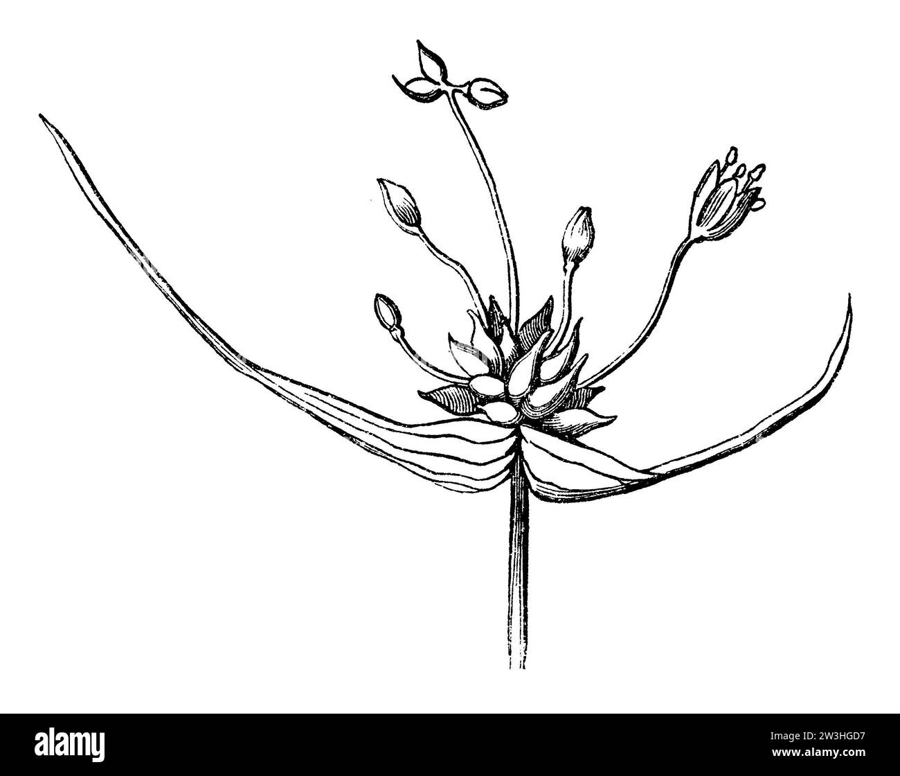 Feldknoblauch, Allium oleraceum, anonym (Biologiebuch, 1893), Kohl-Lauch, Ail des jardins Stockfoto