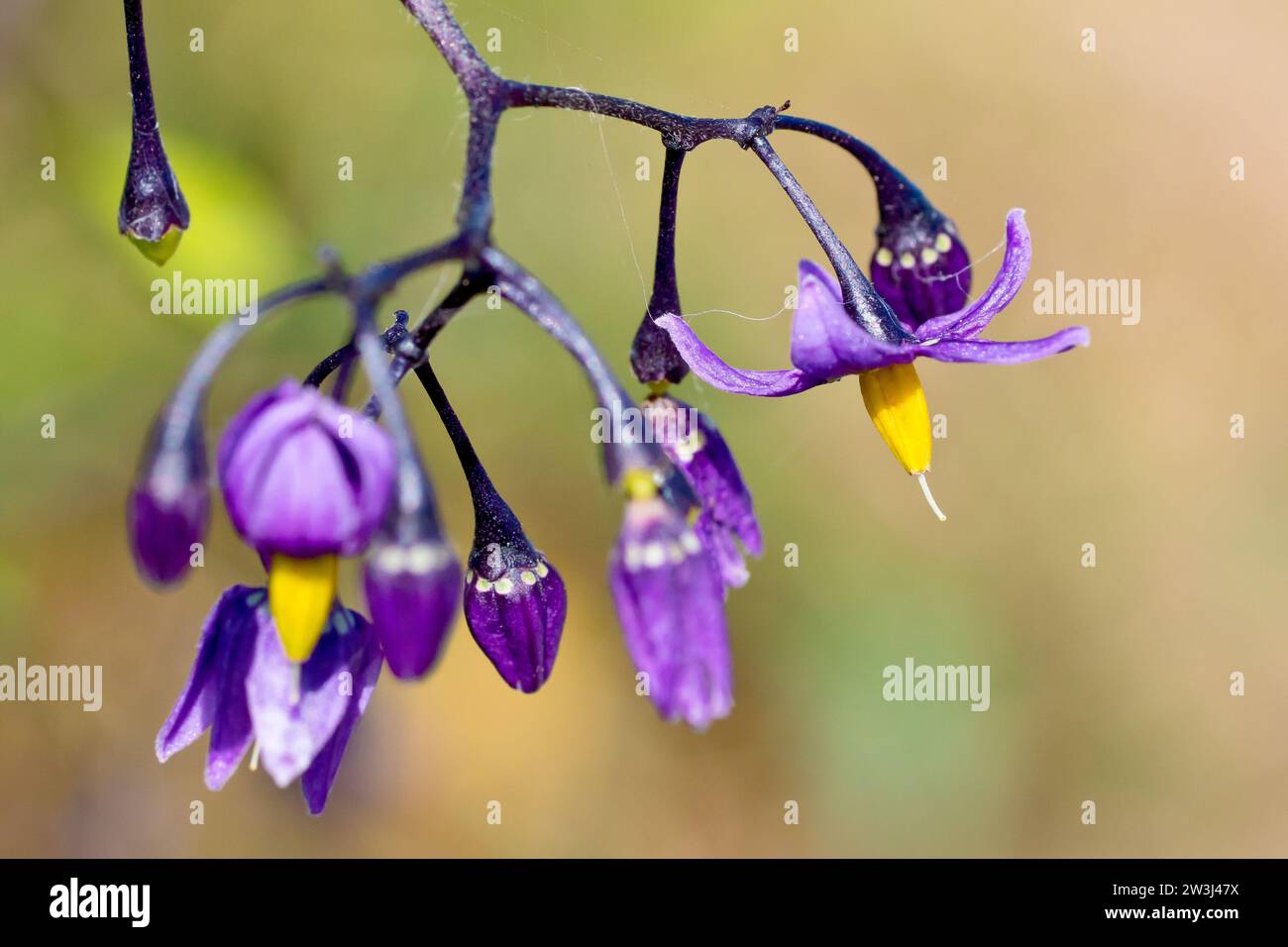 Bittersüß oder holziger Nachtschatten (solanum dulcamara), Nahaufnahme