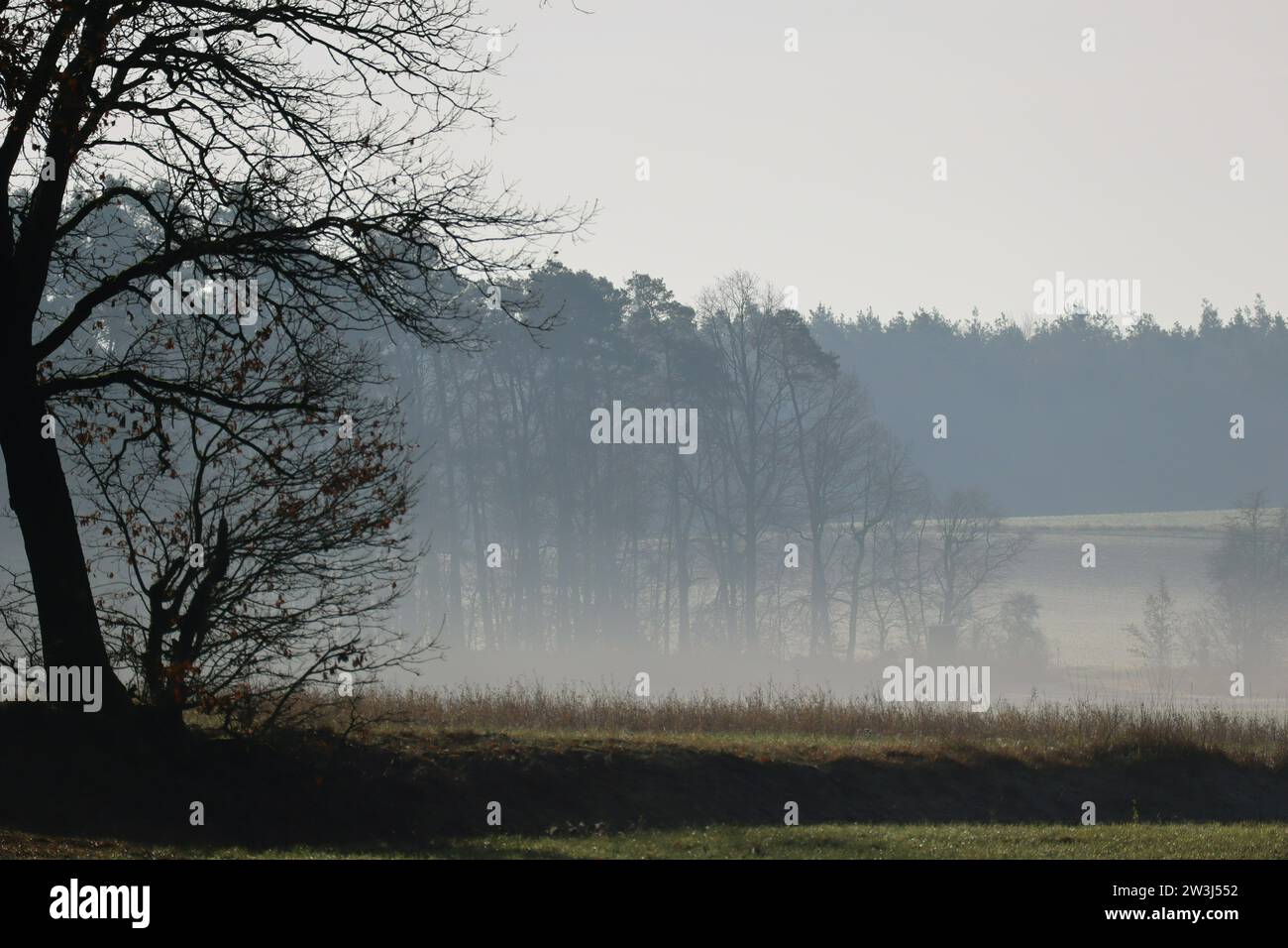 Hunter's Stand versteckt im Nebel in der Nähe einer Gruppe von Bäumen Stockfoto