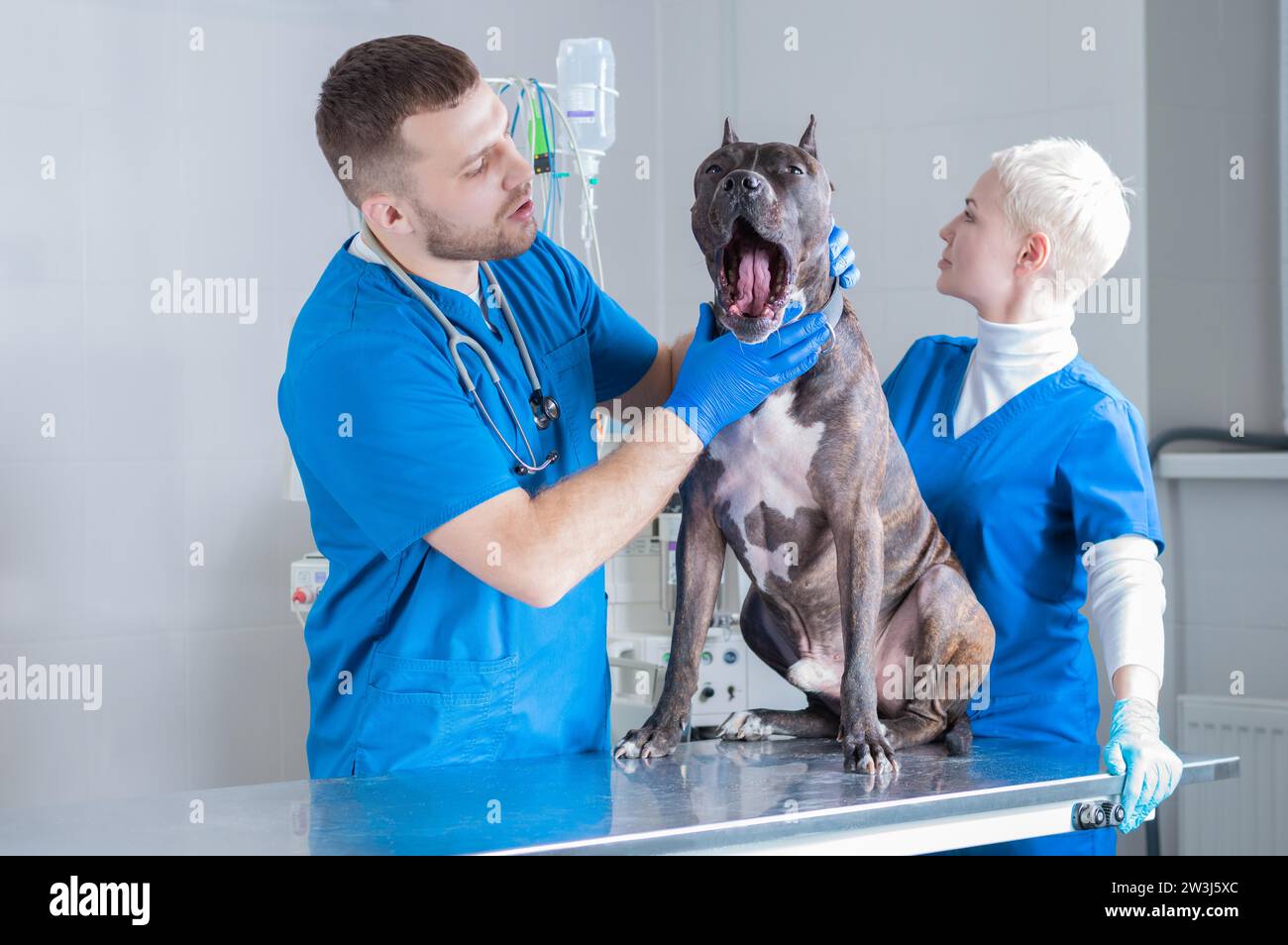 Bild einer Bulldogge bei einem Tierarzt-Termin. Die Zahnuntersuchung. Chirurgische Lookout. Veterinärmedizinisches Konzept. Gemischte Medien Stockfoto