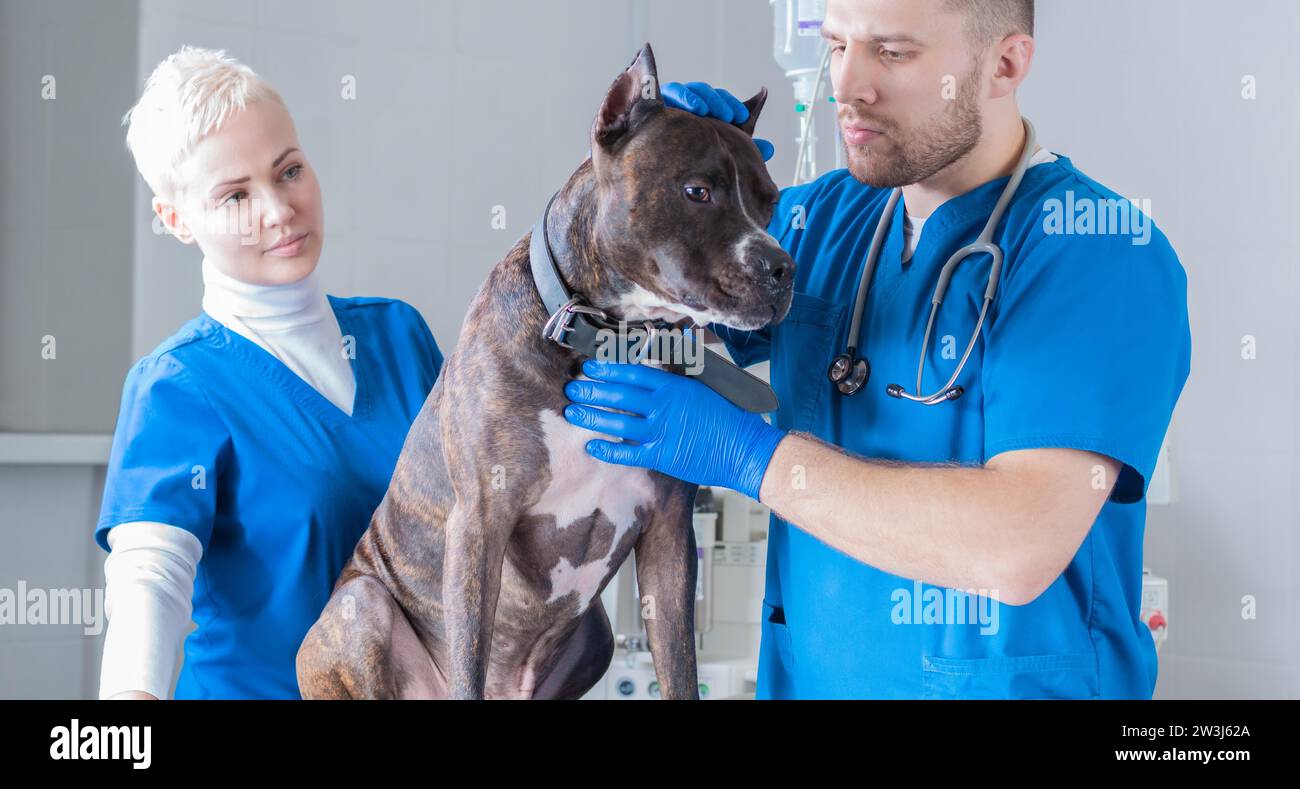 Bild einer Bulldogge bei einem Tierarzt-Termin. Untersuchungen der Ohren. Chirurgische Lookout. Veterinärmedizinisches Konzept. Gemischte Medien Stockfoto