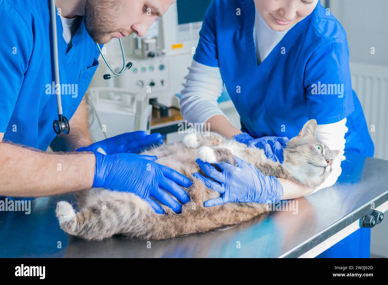 Ein Chirurg und eine Krankenschwester untersuchen eine trächtige Katze. Tierärztliches und Haustierpflegekonzept. Gemischte Medien Stockfoto
