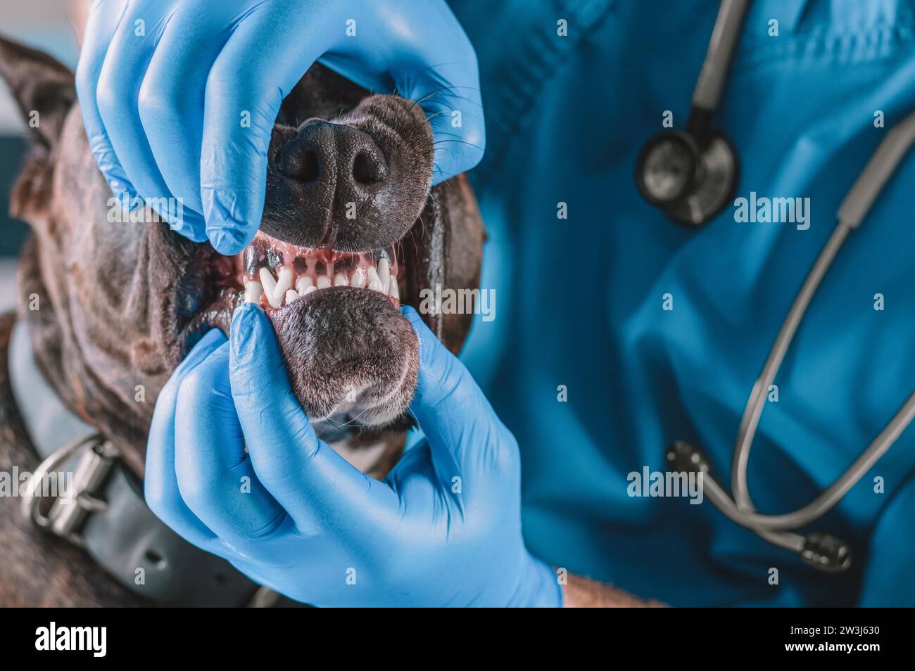 Bild einer Bulldogge, die von einem Tierarzt untersucht wird. Veterinärmedizinisches Konzept. Pflege von Haustieren. Gemischte Medien Stockfoto
