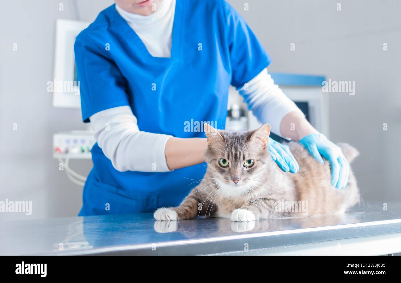 Bild einer schönen blonden Krankenschwester im OP-Anzug. Untersuchung einer Katze ohne Schwanz in der Klinik. Veterinärmedizin. Gemischte Medien Stockfoto