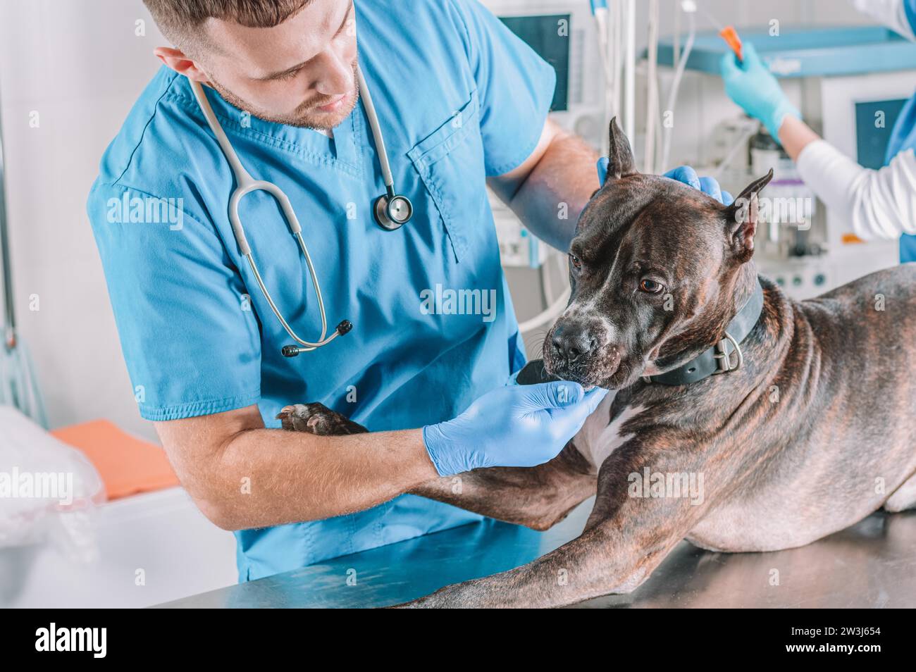 Bild einer Bulldogge, die in der Klinik untersucht wird. Zwei Ärzte. Veterinärmedizinisches Konzept. Pflege von Haustieren. Gemischte Medien Stockfoto