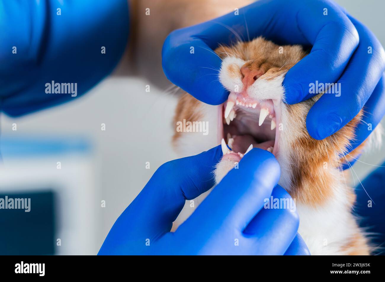 Untersuchung des Katzenmundes und der Zähne. Veterinärmedizinisches Konzept. Fette Ingwerkatze. Gemischte Medien Stockfoto