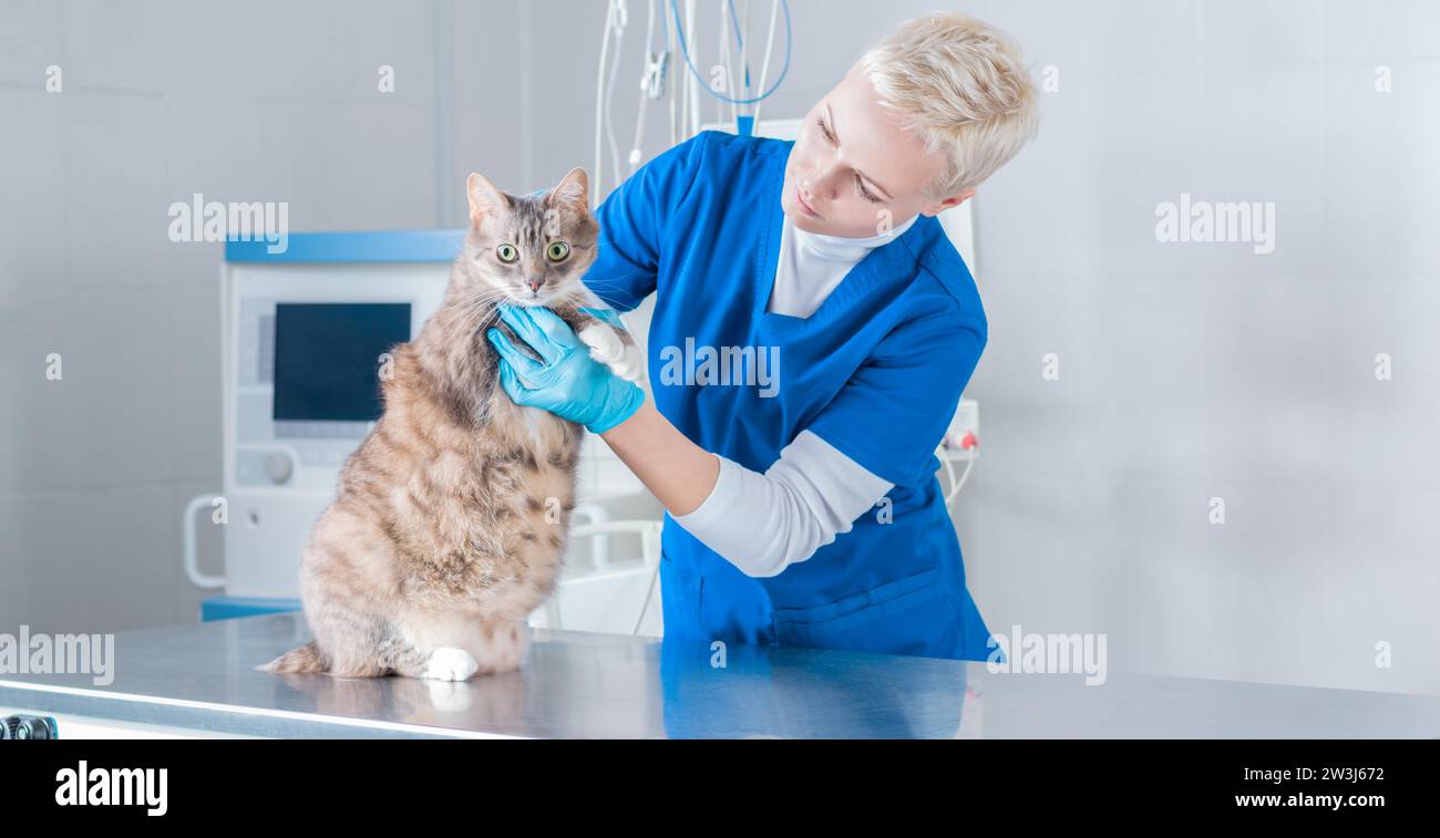 Bild einer schönen blonden Krankenschwester im OP-Anzug. Untersuchung einer Katze ohne Schwanz in der Klinik. Veterinärmedizin. Gemischte Medien Stockfoto