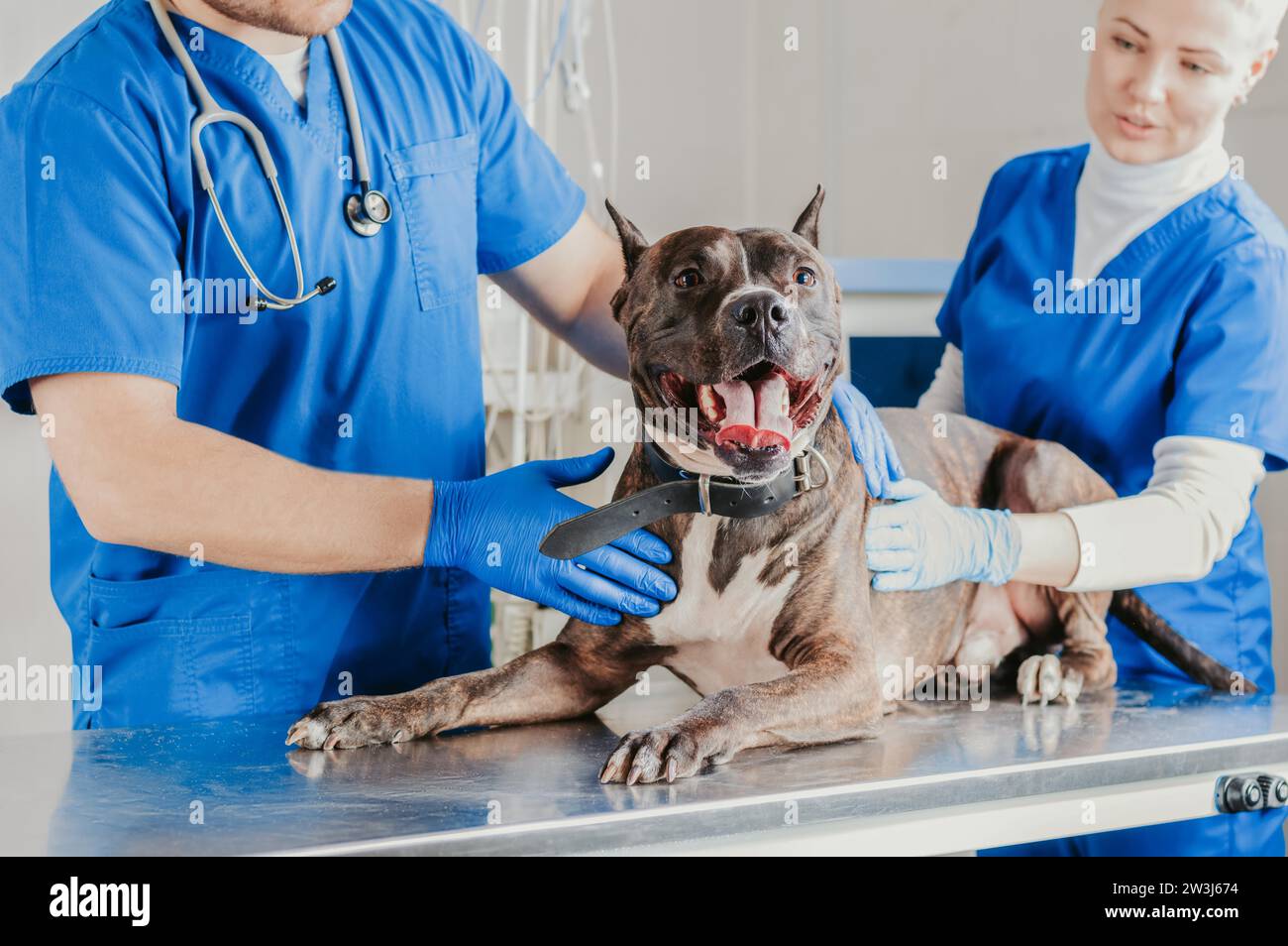 Bild einer Bulldogge, die in der Klinik untersucht wird. Zwei Ärzte. Veterinärmedizinisches Konzept. Pflege von Haustieren. Gemischte Medien Stockfoto