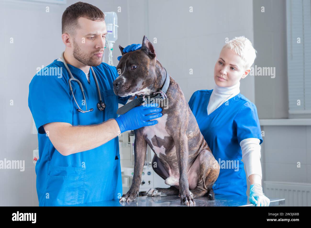 Bild einer Bulldogge bei einem Tierarzt-Termin. Untersuchungen der Ohren. Chirurgische Lookout. Veterinärmedizinisches Konzept. Gemischte Medien Stockfoto