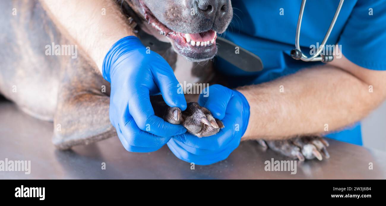 Bild einer Bulldogge bei einem Tierarzt-Termin. Untersuchungen an Pfoten und Klauen. Chirurgische Lookout. Veterinärmedizinisches Konzept. Gemischte Medien Stockfoto