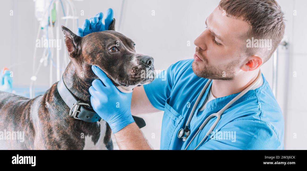Bild einer Bulldogge, die von einem Tierarzt untersucht wird. Veterinärmedizinisches Konzept. Pflege von Haustieren. Gemischte Medien Stockfoto