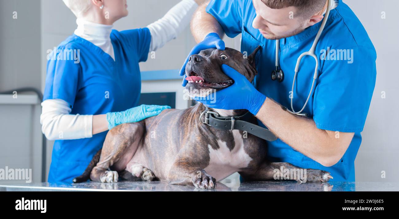 Bild einer Bulldogge bei einem Tierarzt-Termin. Augenuntersuchung. Chirurgische Lookout. Veterinärmedizinisches Konzept. Gemischte Medien Stockfoto