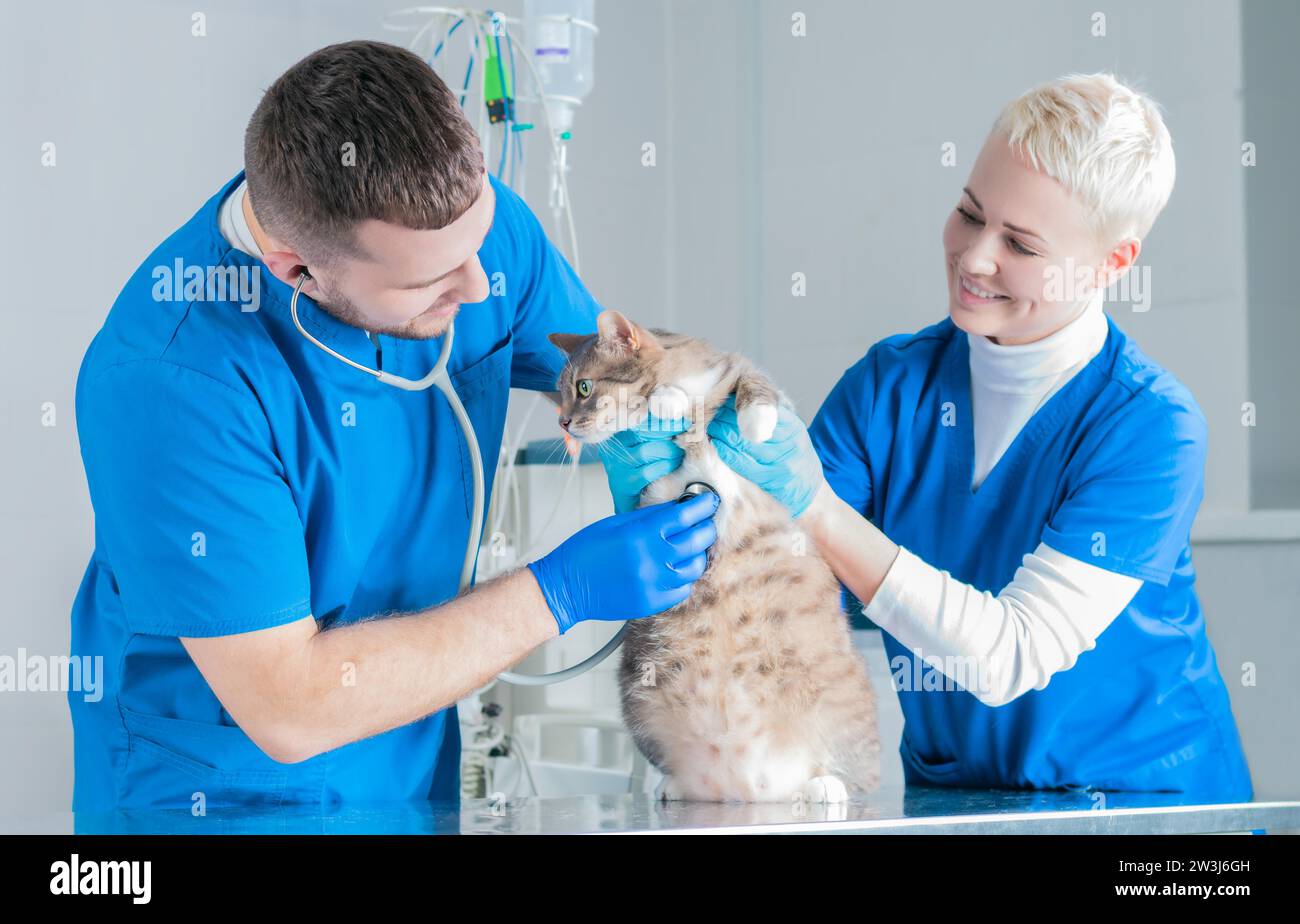 Ein Chirurg und eine Krankenschwester untersuchen eine fette Katze auf einem Metalltisch. Veterinärmedizinisches Konzept. Gemischte Medien Stockfoto