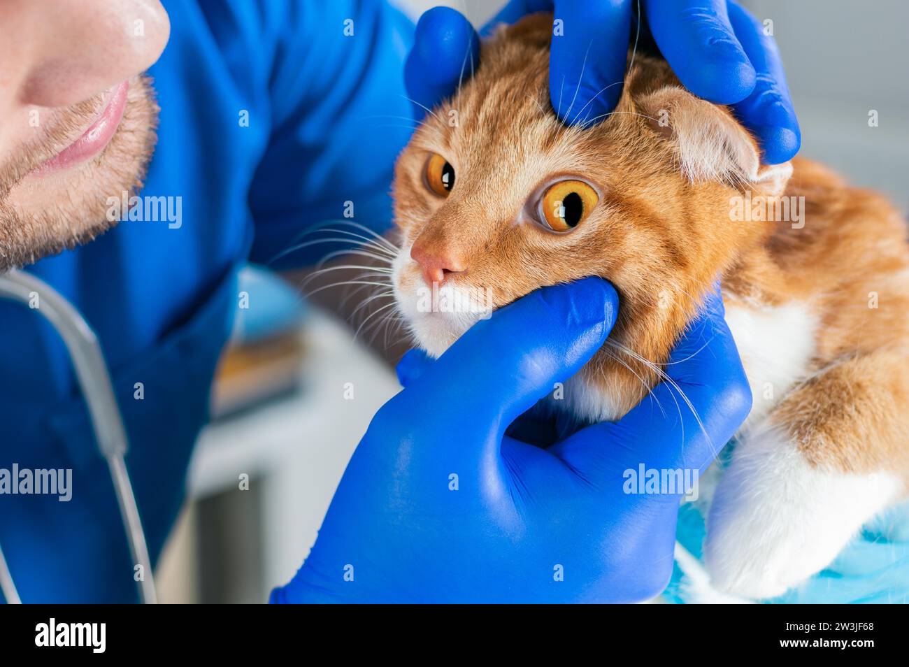 Untersuchungen der Katzenaugen. Veterinärmedizinisches Konzept. Fette Ingwerkatze. Gemischte Medien Stockfoto
