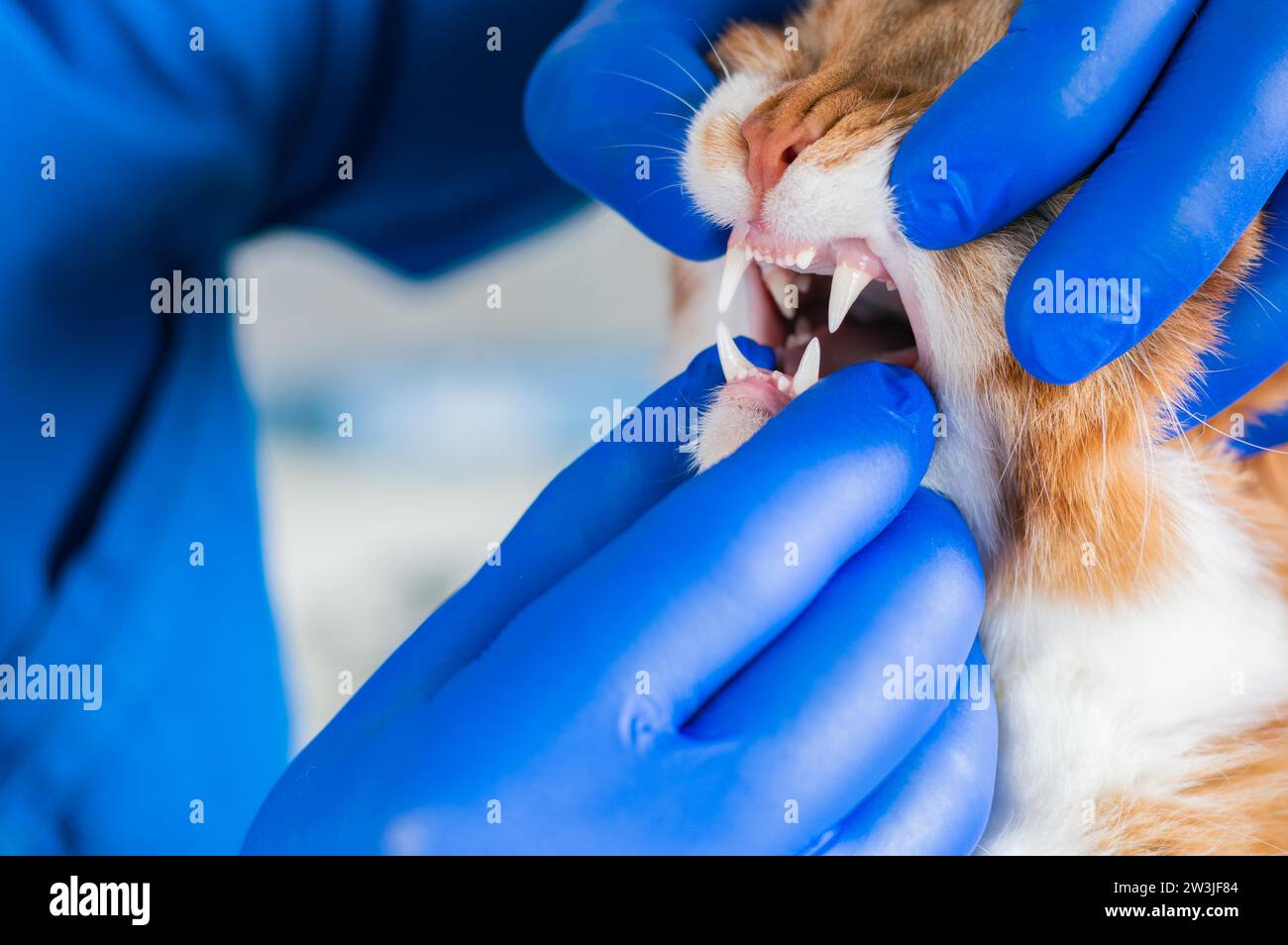 Untersuchung des Katzenmundes und der Zähne. Veterinärmedizinisches Konzept. Fette Ingwerkatze. Gemischte Medien Stockfoto