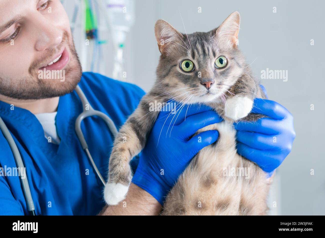 Ein männlicher Chirurg untersucht eine fette Katze. Tierärztliches und Haustierpflegekonzept. Gemischte Medien Stockfoto