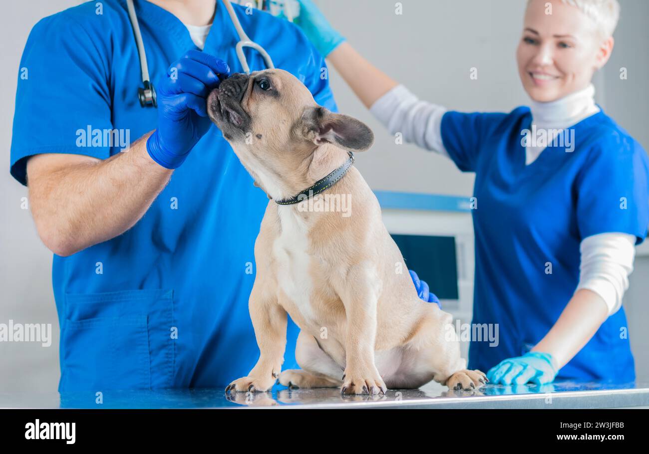 Französische Bulldogge in einer Tierklinik. Zwei Ärzte untersuchen ihn. Veterinärmedizinisches Konzept. Stammhunde. Gemischte Medien Stockfoto