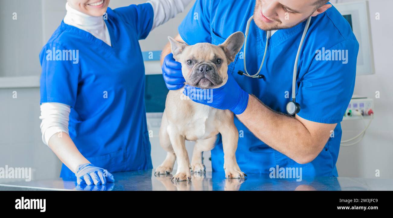 Französische Bulldogge in einer Tierklinik. Zwei Ärzte untersuchen ihn. Veterinärmedizinisches Konzept. Stammhunde. Gemischte Medien Stockfoto