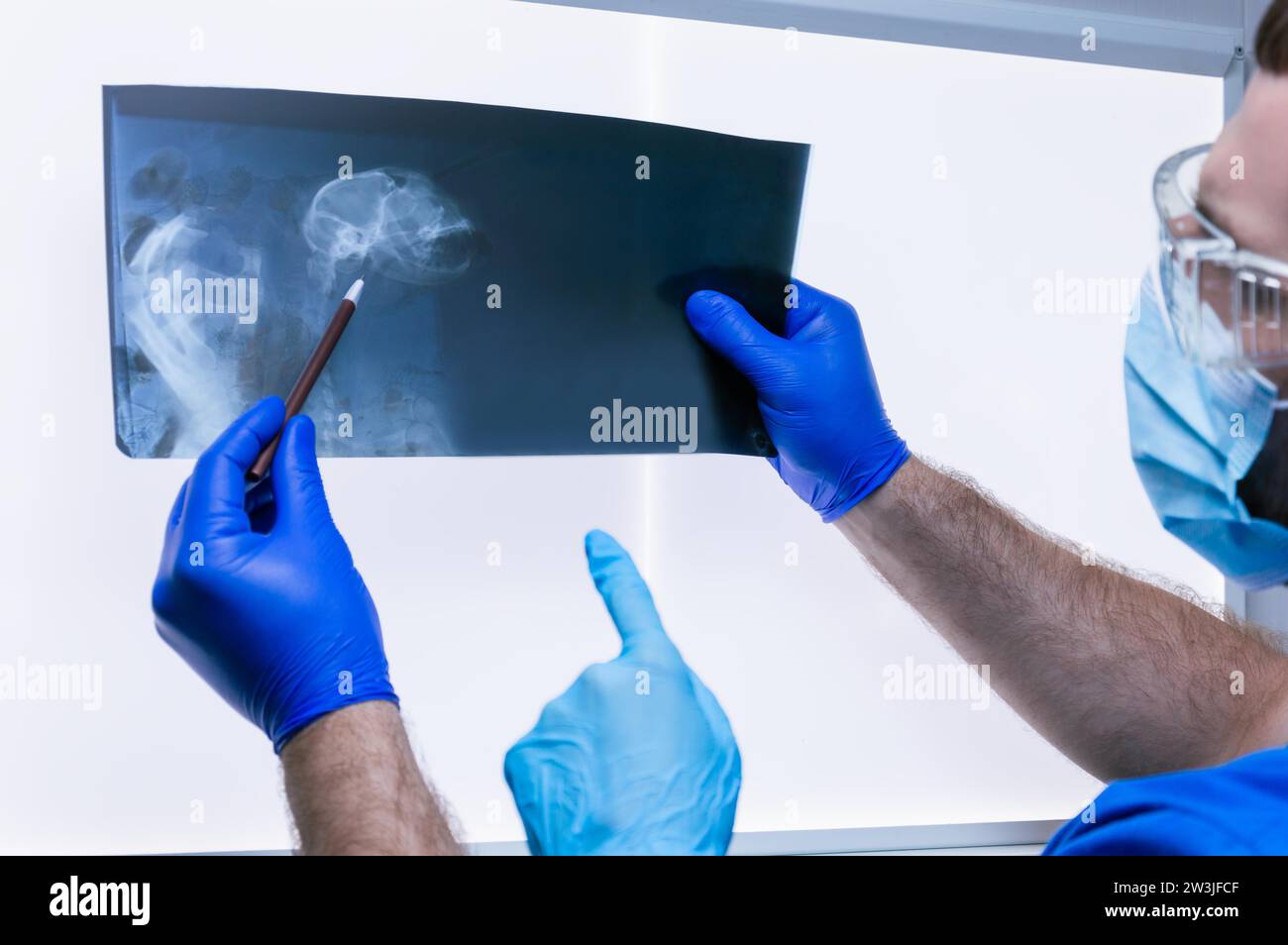 Ein Arzt und eine Krankenschwester stehen neben einem Negatoskop und untersuchen ein Röntgenbild eines verwundeten Tieres. Veterinärmedizinisches Konzept. Gemischte Medien Stockfoto
