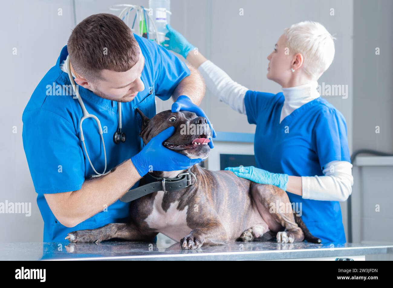 Bild einer Bulldogge bei einem Tierarzt-Termin. Augenuntersuchung. Chirurgische Lookout. Veterinärmedizinisches Konzept. Gemischte Medien Stockfoto