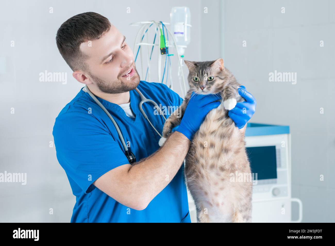 Ein männlicher Chirurg untersucht eine fette Katze. Tierärztliches und Haustierpflegekonzept. Gemischte Medien Stockfoto