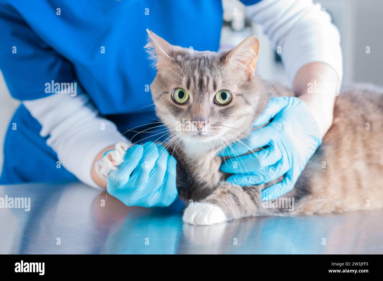 Bild einer schönen Katze, die von einem Arzt untersucht wird. Veterinärmedizinisches Konzept. Gemischte Medien Stockfoto