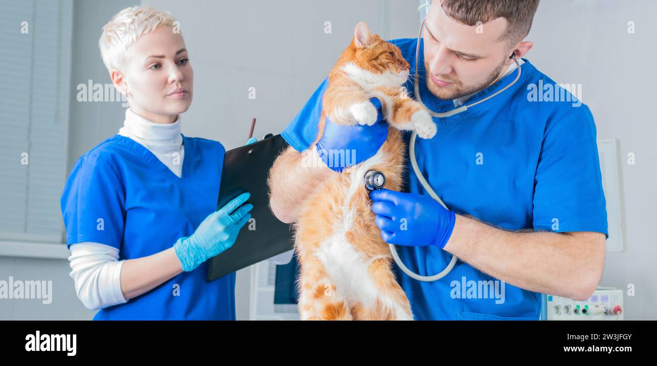 Ein Chirurg und eine Krankenschwester untersuchen eine fette Katze auf einem Metalltisch. Veterinärmedizinisches Konzept. Gemischte Medien Stockfoto