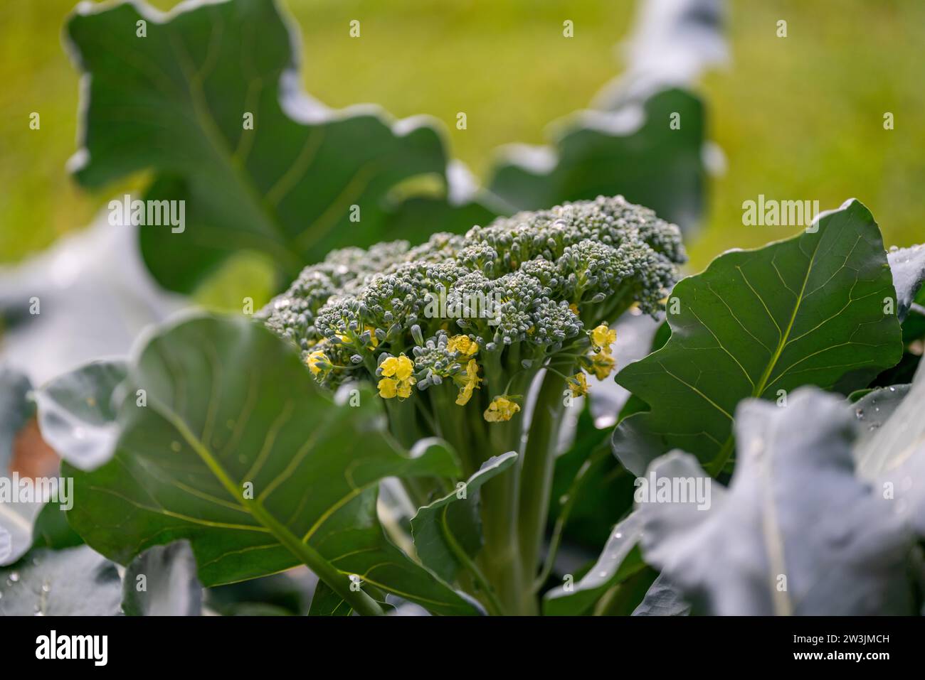 Gärten, Beauty Spots in Bangkok Stockfoto