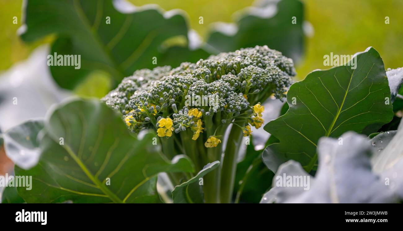 Gärten, Beauty Spots in Bangkok Stockfoto