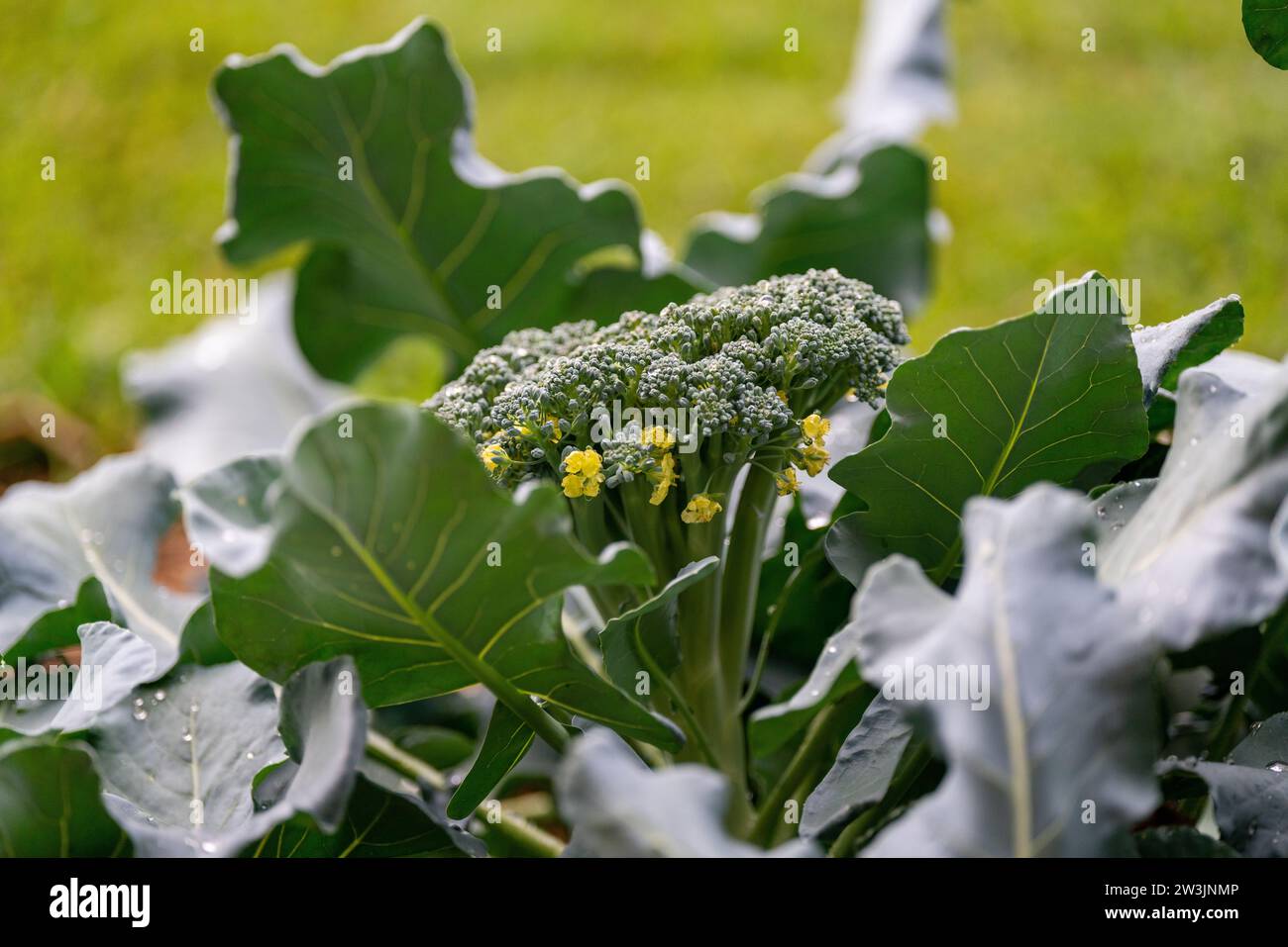 Gärten, Beauty Spots in Bangkok Stockfoto