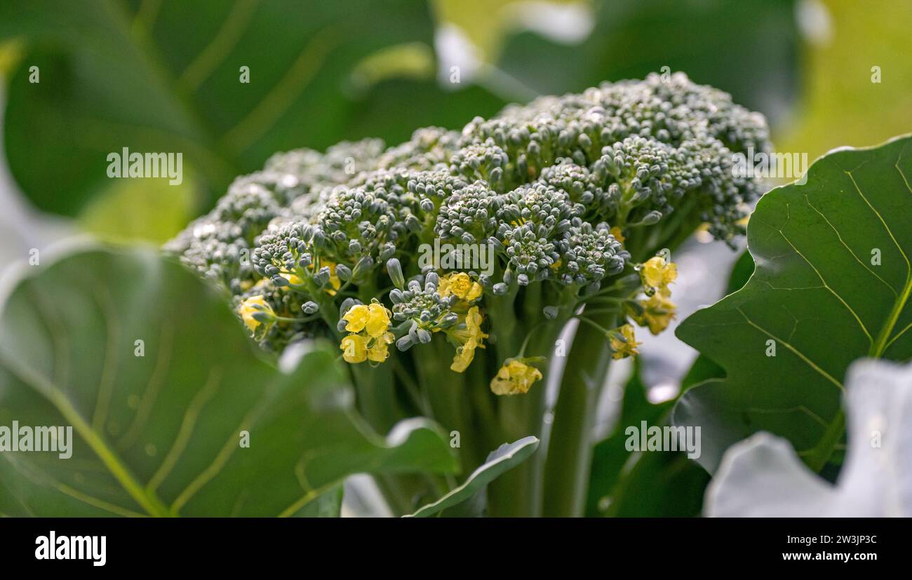 Gärten, Beauty Spots in Bangkok Stockfoto