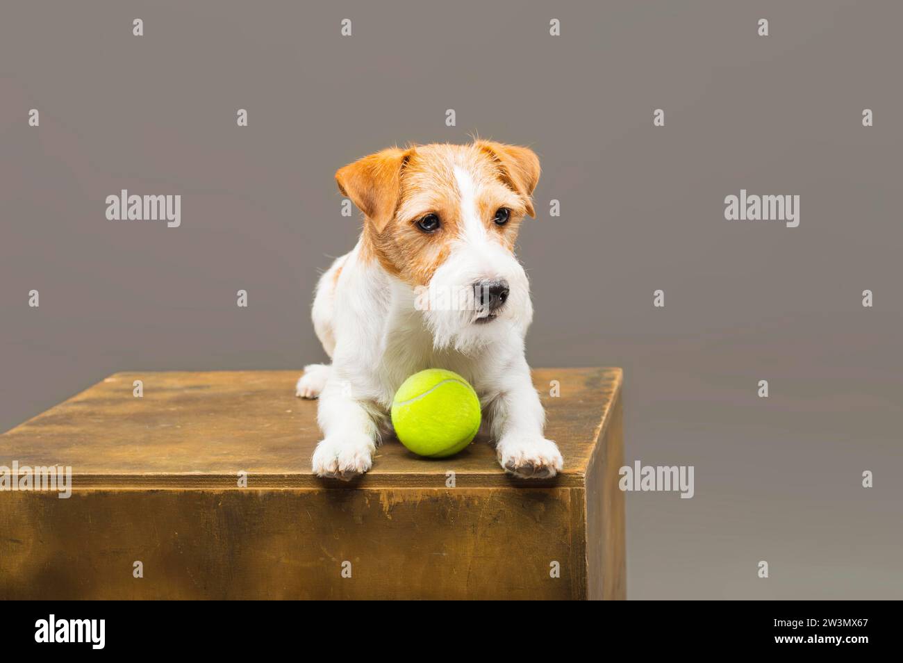 Der reinrassige Jack Russell spielt mit einem Tennisball. Gemischte Medien Stockfoto