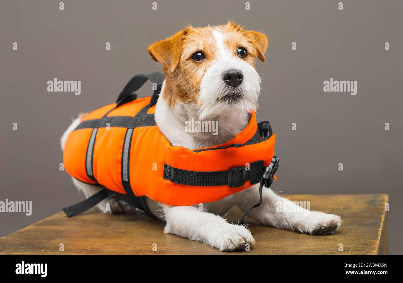 Der Pedigreed Jack Russell im Kostüm eines Rettungsschwimmers Malibu steht auf einem Podest im Studio. Gemischte Medien Stockfoto