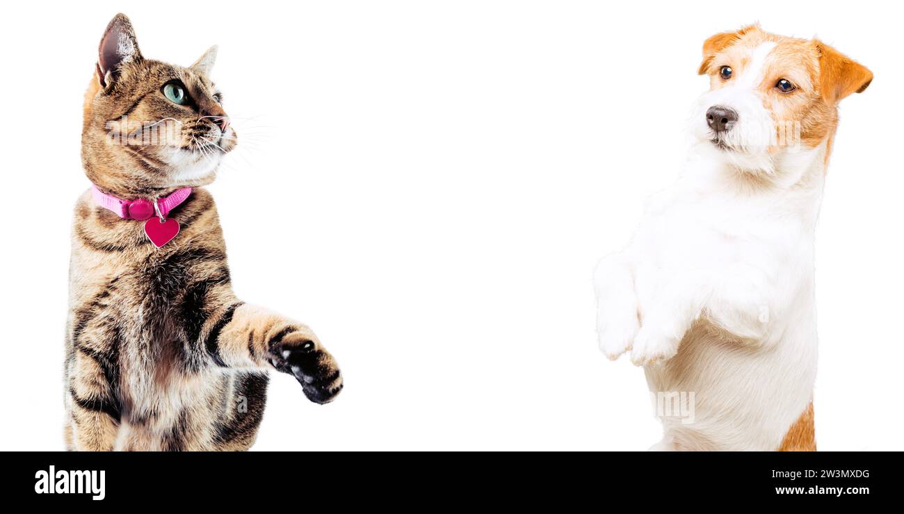 Jack Russell und Bengal Cat posieren im Studio und schauen in die Kamera. Gemischte Medien Stockfoto