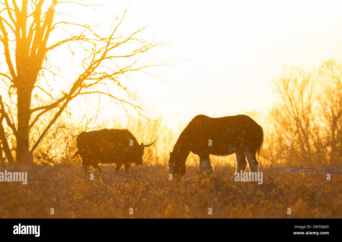 Silhouetten von Clydesdale-Pferden und Hochlandkühen stehen bei Sonnenuntergang auf einer Herbstwiese Stockfoto