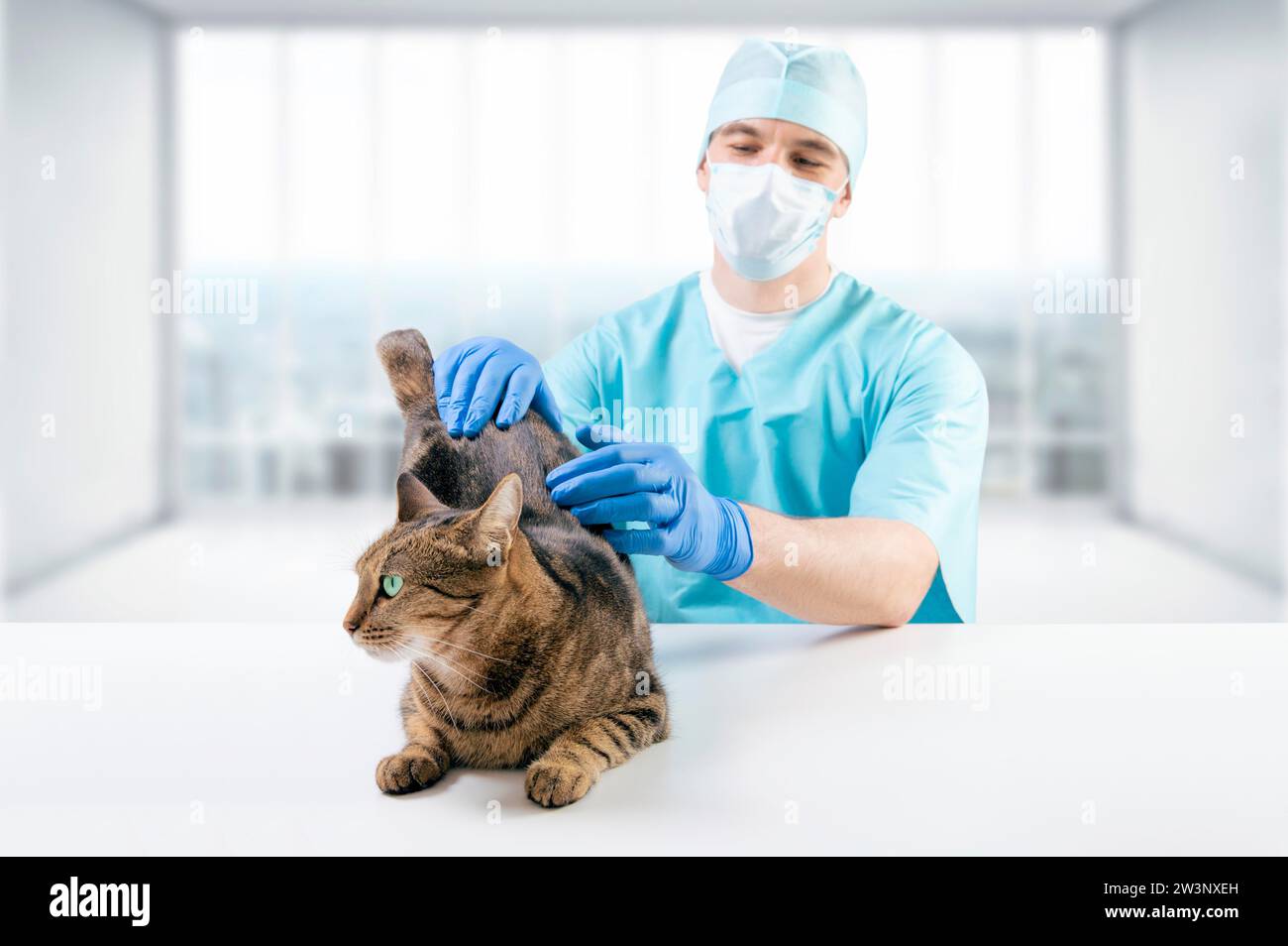 Der Tierarzt untersucht eine Katze auf dem Tisch. Medizinisches Konzept. Haustiere. Gemischte Medien Stockfoto