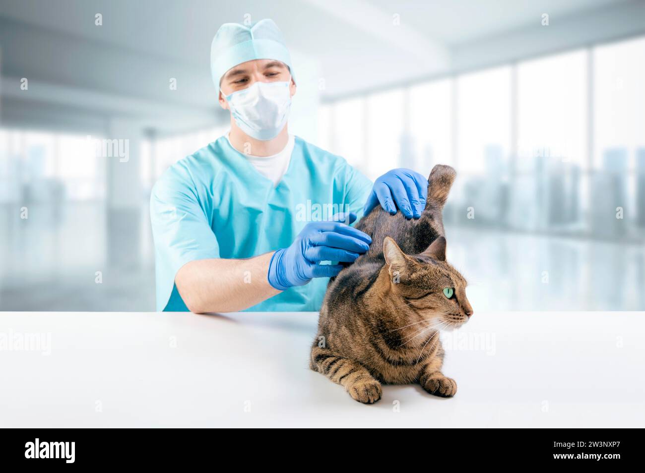 Der Tierarzt untersucht eine Katze auf dem Tisch. Medizinisches Konzept. Haustiere. Gemischte Medien Stockfoto