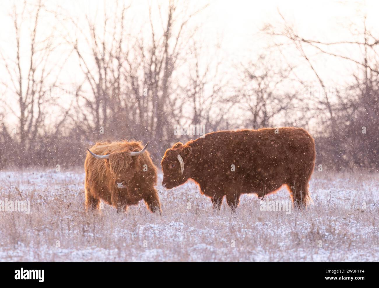 Highland Cattle, das im Winter in Kanada auf einem verschneiten Feld steht Stockfoto