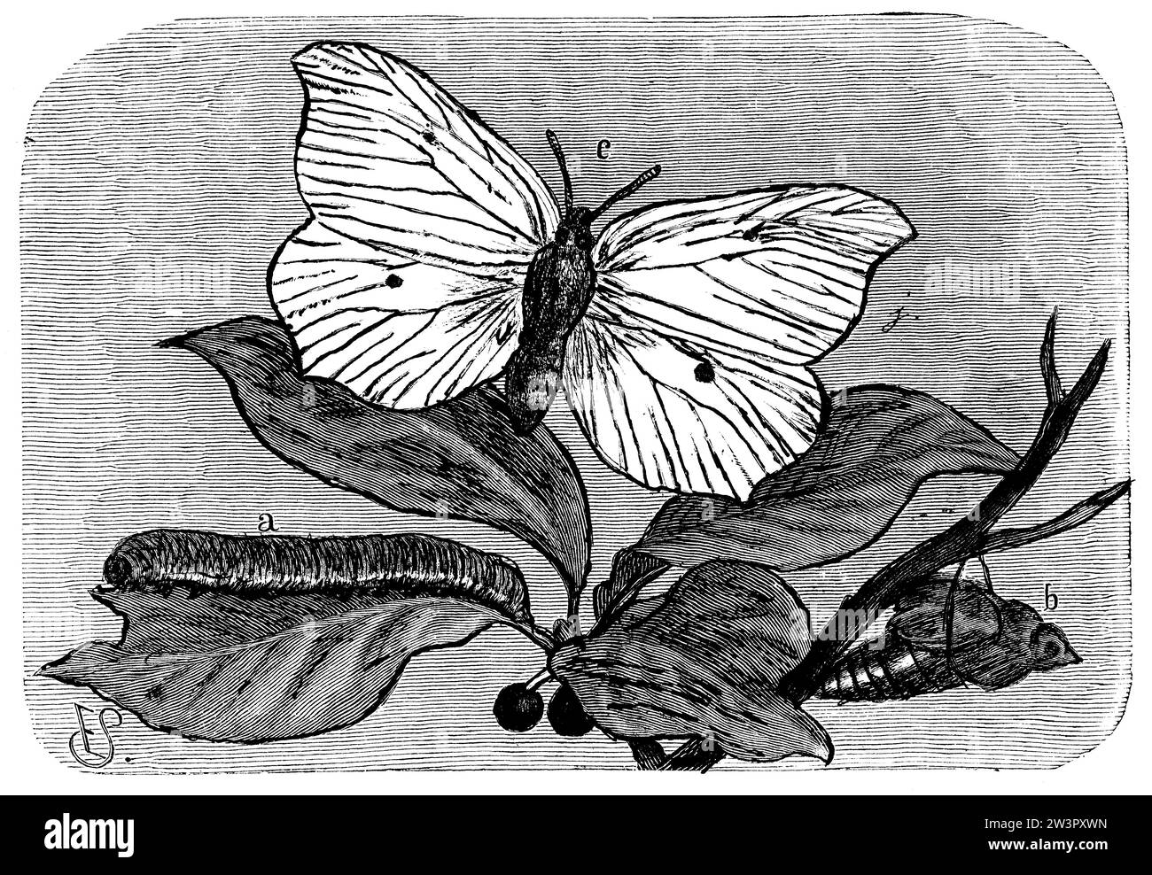 Schwefel, eine raupe, b Puppe, c Schmetterling, Gonepteryx rhamni, E. S. (Zoologiebuch, 1889), Zitronenfalter, A Raupe, b Puppe, c Falter, Zitrone, Chenille, b Chrysalid, c papillon Stockfoto