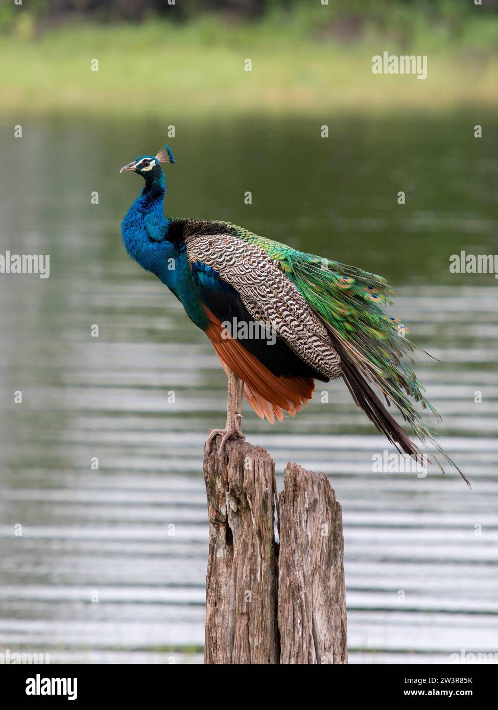 Indischer Peafowl (Pavo cristatus) Minneriya Nationalpark, Sri Lanka Stockfoto