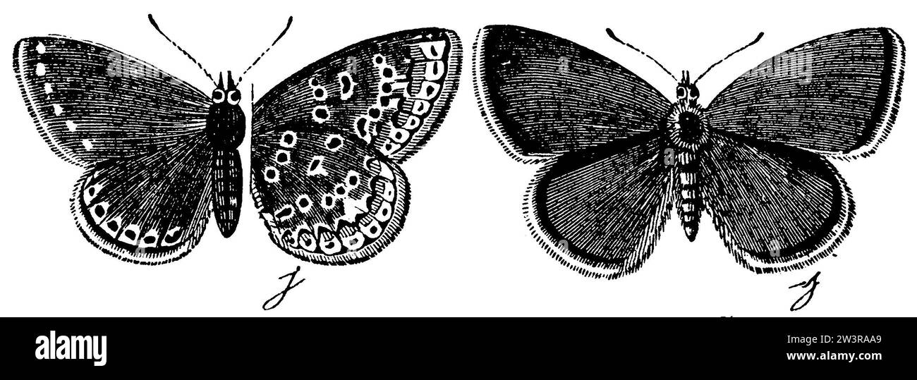 Blau, weiblich links, männlich rechts, Polyommatus icarus, anonym (Zoologiebuch, 1889), Hauhechel-Bläuling; Hauhechelbläuling, links Weibchen, rechts Männchen, Argus bleu, à gauche les femelles, à droite les mâles Stockfoto