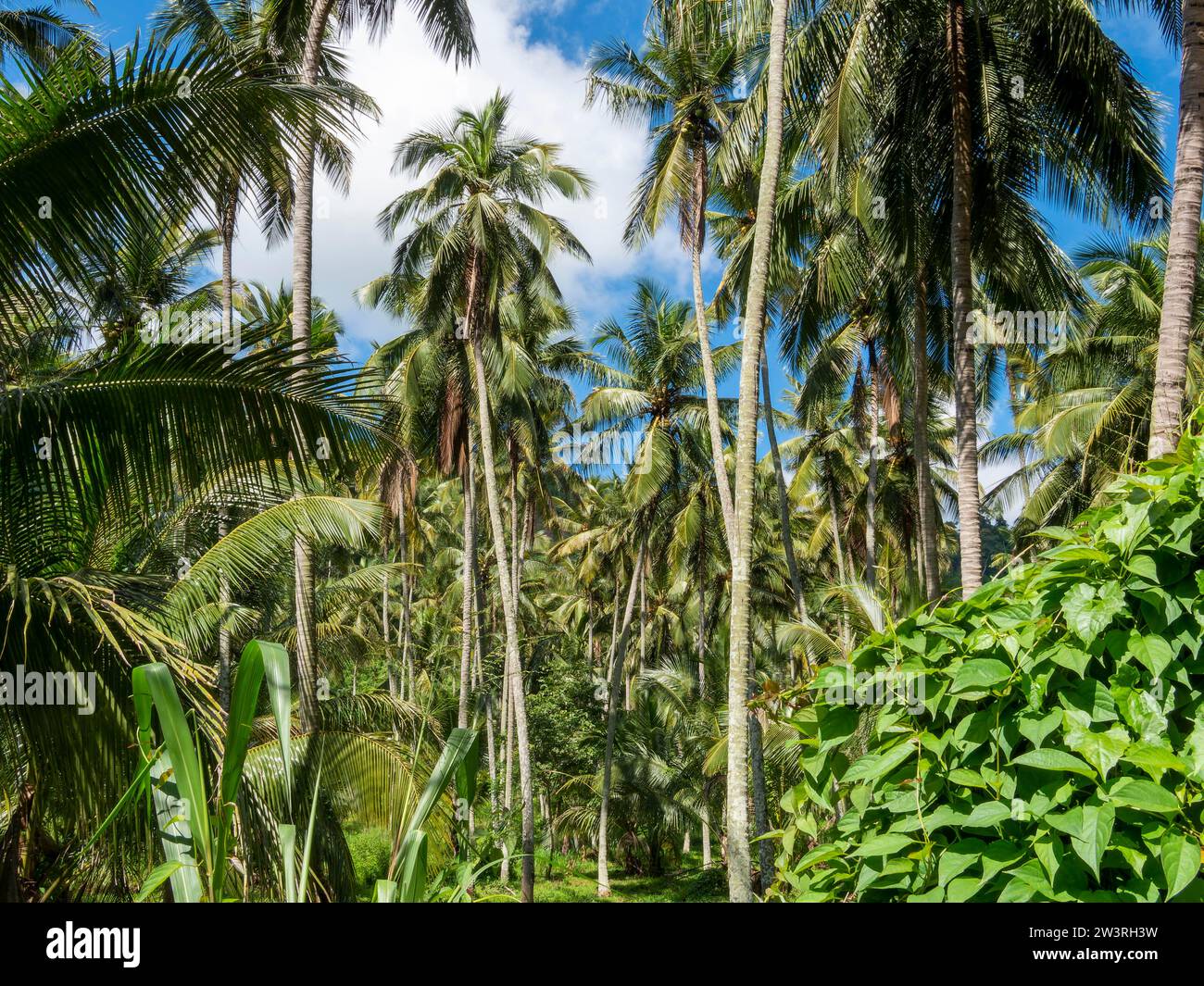 Tropische Vegetation mit Palmen, Sri Lanka Stockfoto