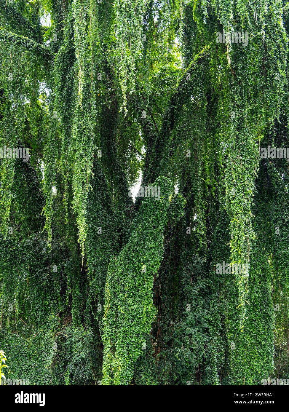 Baum mit tropischen Kletterpflanzen, Kandy Botanical Gardens, Sri Lanka Stockfoto