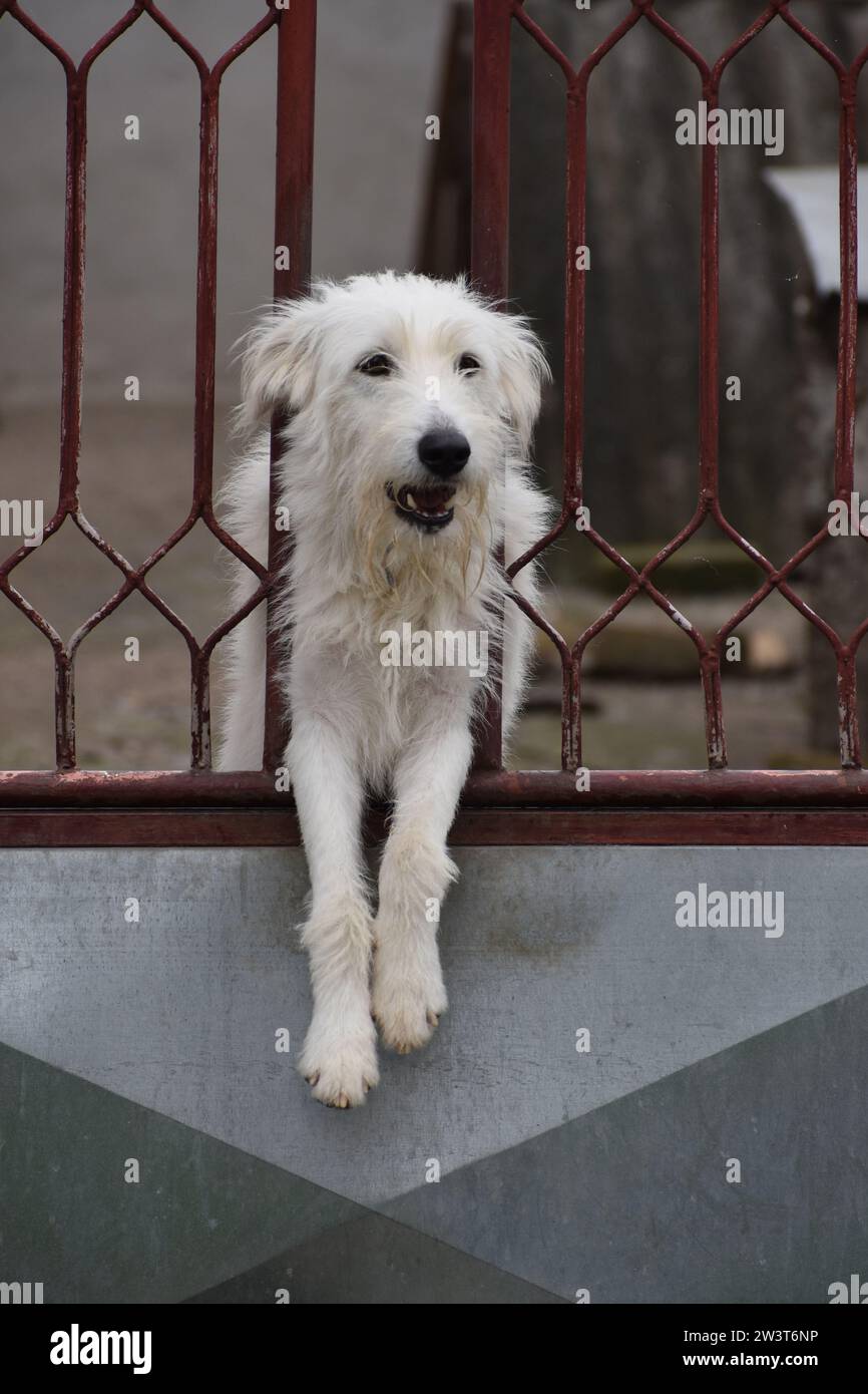 Ein Hund an einem Tor Stockfoto